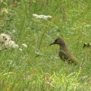 Aria 06 Groene specht